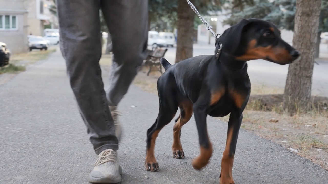 一只黑色杜宾犬的主人在户外的人行道上牵着银色链子遛狗。纯种犬的概念及其内容。慢动作视频素材