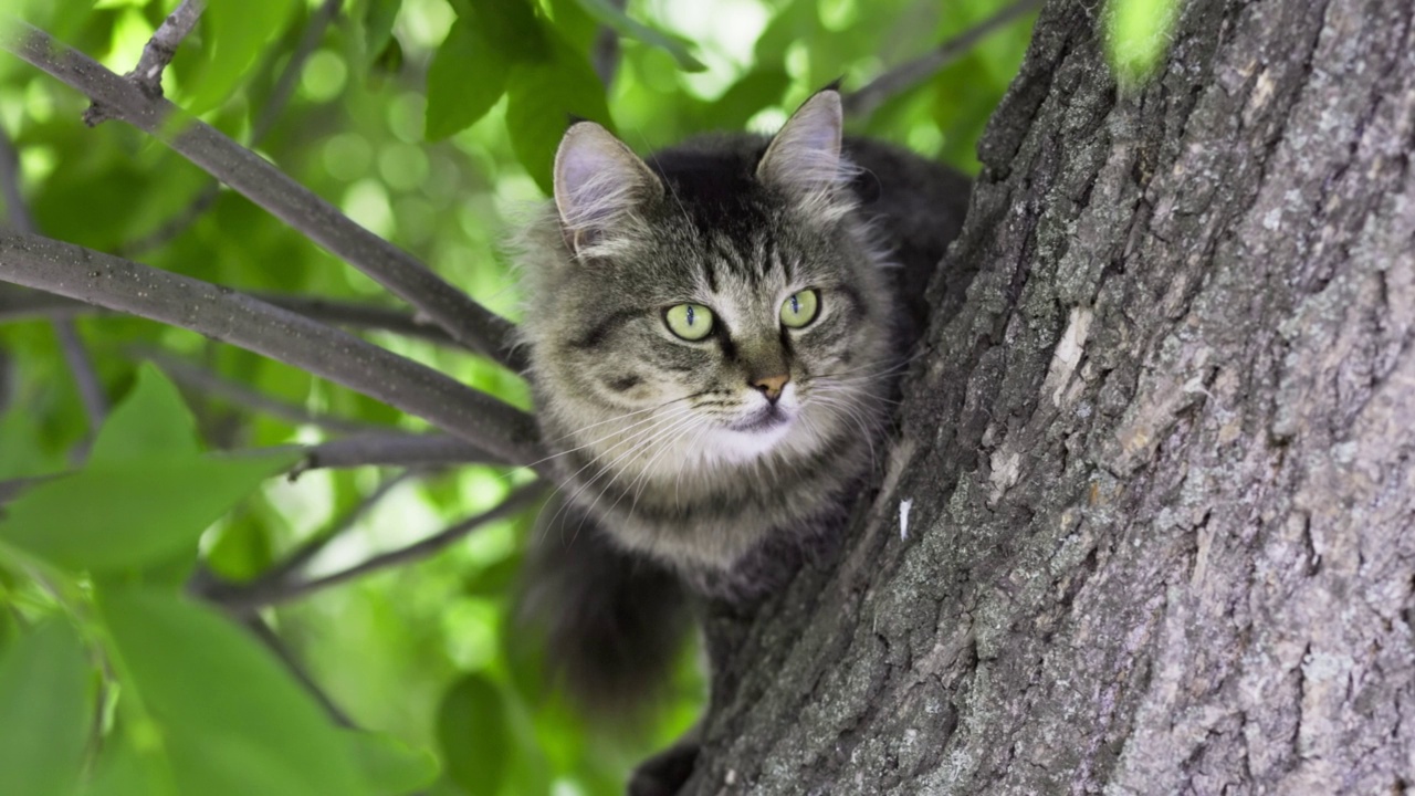 漂亮的灰猫坐在树枝上的特写镜头视频素材