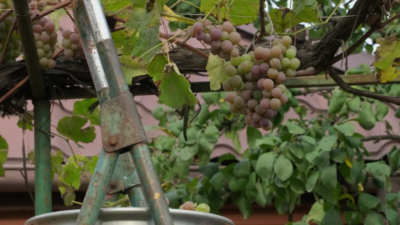 手切成熟的莉迪亚白葡萄酒葡萄在葡萄园为进一步的葡萄酒生产。收获和葡萄栽培的概念。葡萄栽培。葡萄收获特写视频素材