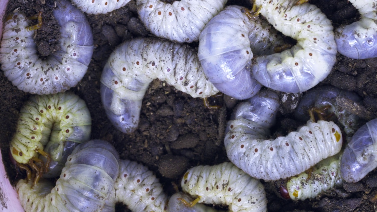 大型白色蠕虫近景可能是虫幼虫或地下的犀牛甲虫视频素材