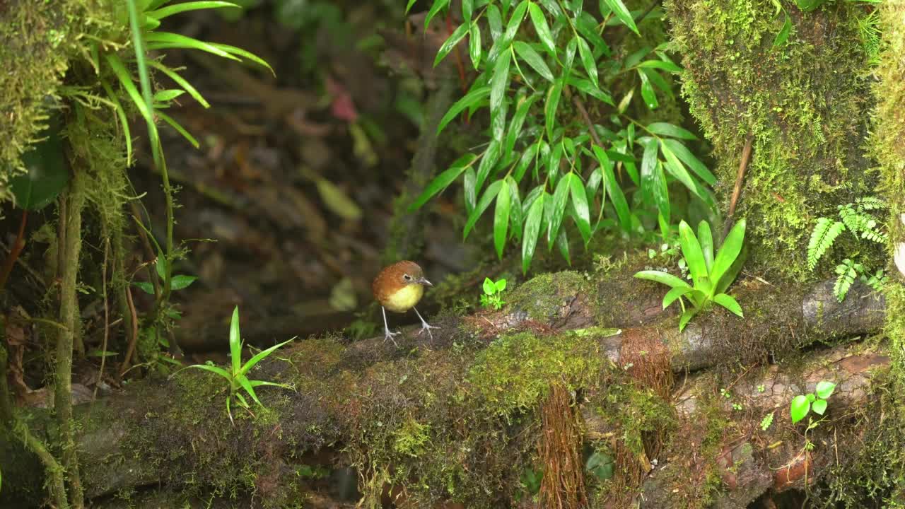 黄胸雁-黄胸雁属雁科鸟，产于哥伦比亚和厄瓜多尔，自然栖息地为亚热带或热带潮湿的山地森林，丛林中棕色和白色的鸟视频素材