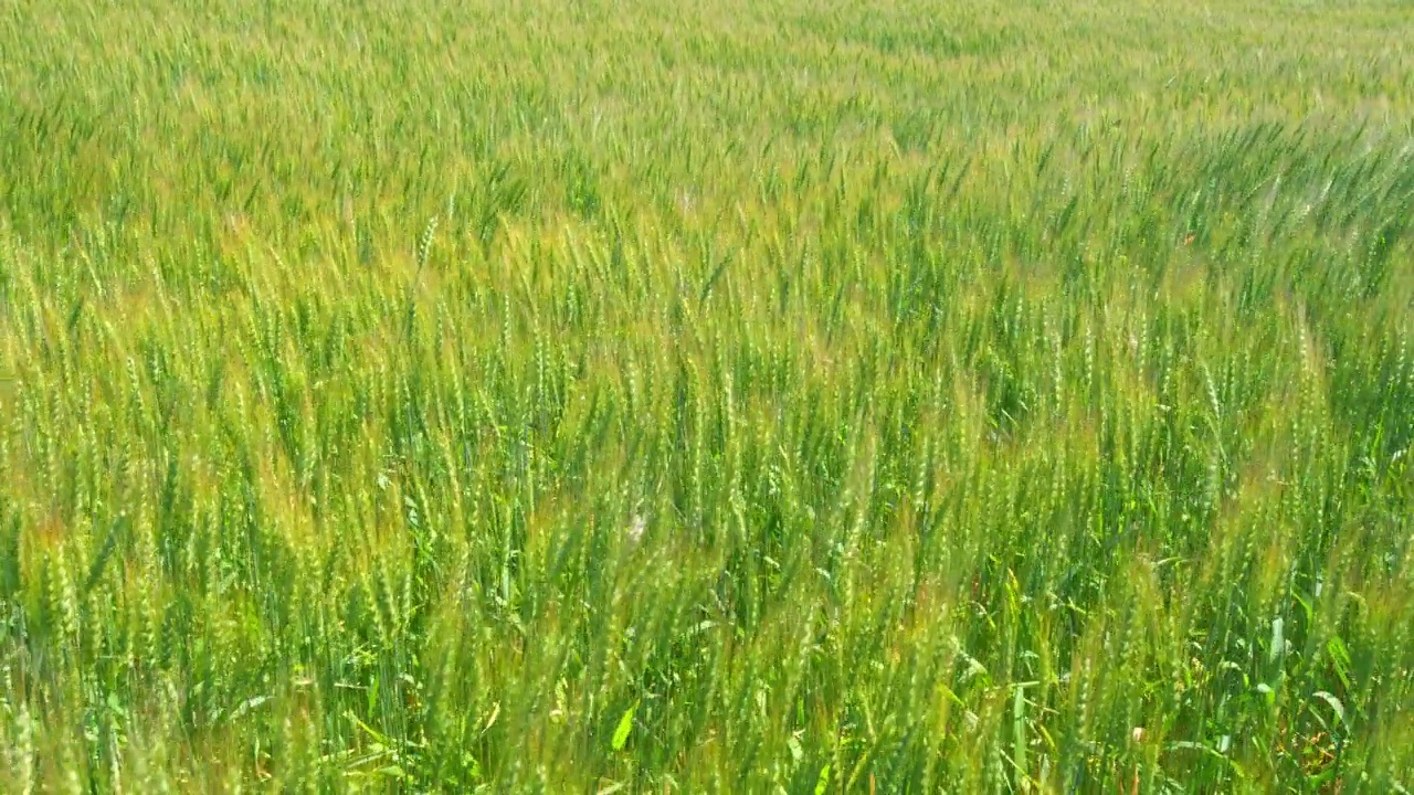 农业的概念。乡村景观与生态粮食栽培。种植有机小麦和生物食品概念。视频素材