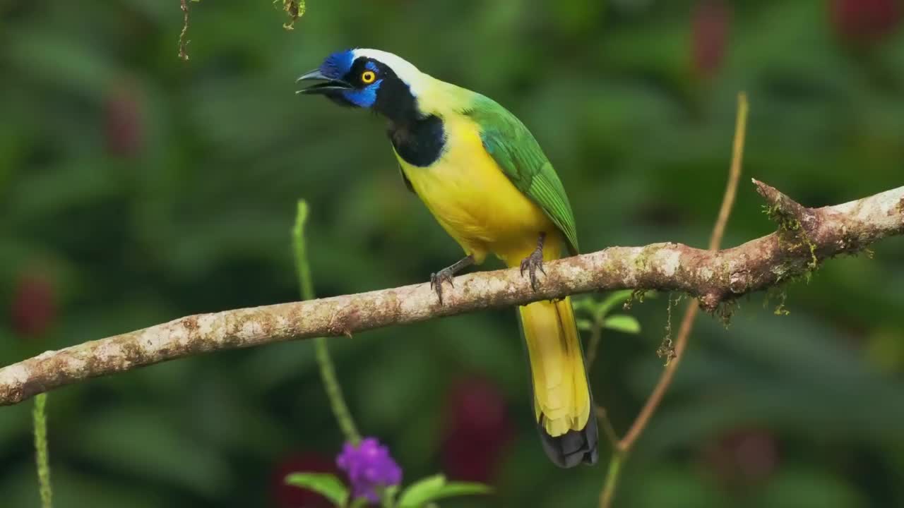 印加松鸦(Cyanocorax yncas或querrequerre)新大陆松鸦中的一种，原产于南美洲安第斯山脉，色彩鲜艳的蓝、绿、黄、黑松鸦，来自哥伦比亚、委内瑞拉、厄瓜多尔、秘鲁和玻利维亚视频素材