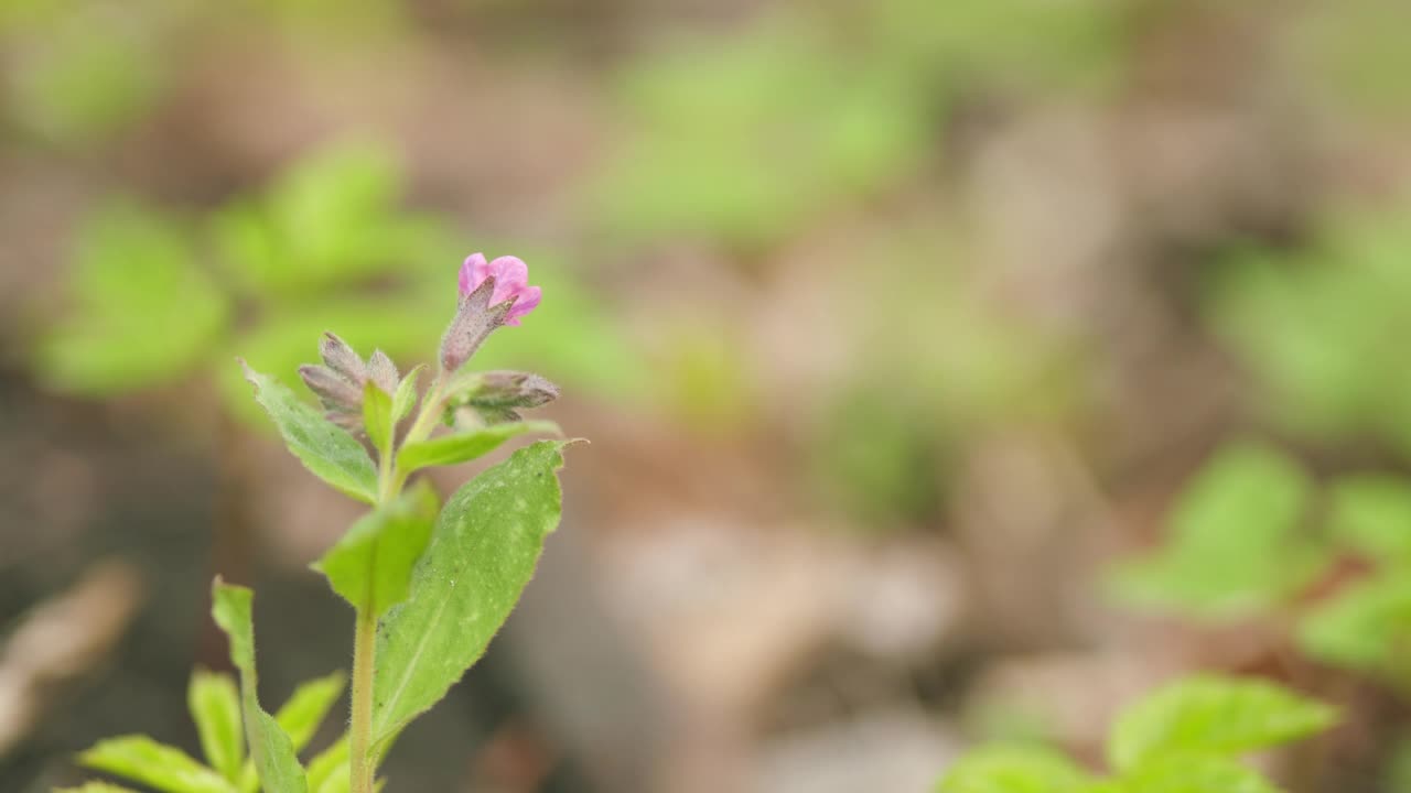 肺草的花，肺草。属常绿多年生草本植物，有根状茎。关闭了。视频素材