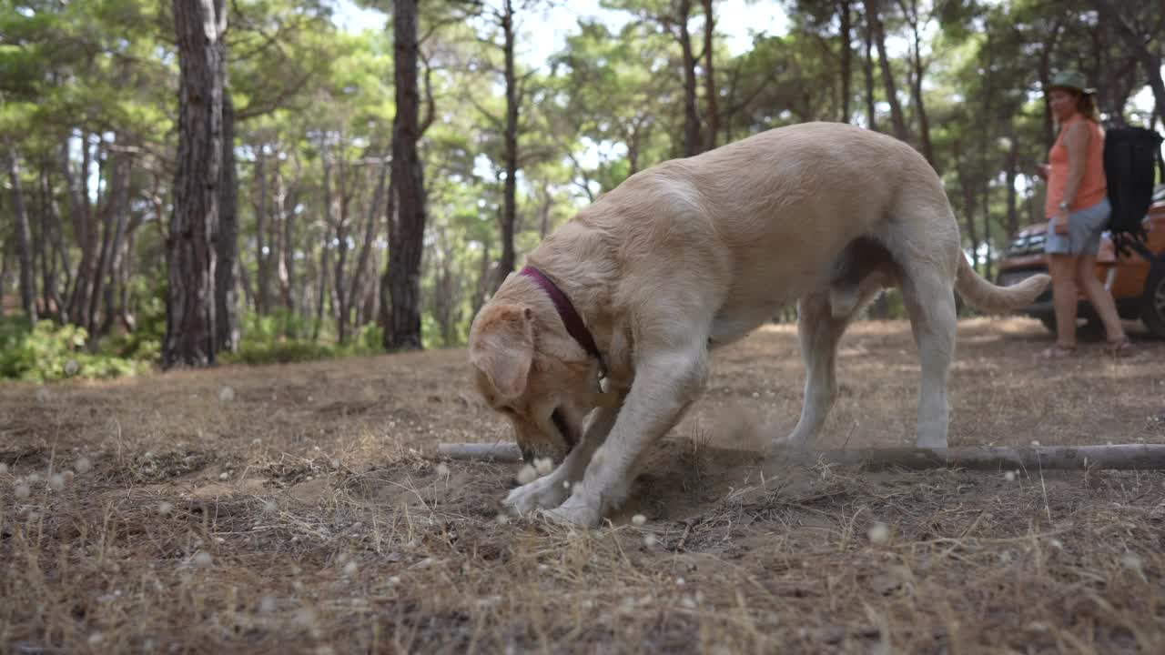 金毛猎犬正在森林里的草地上挖洞视频素材