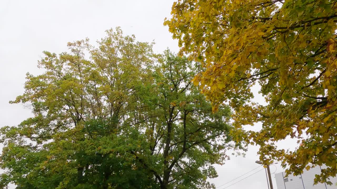 秋叶中秋雨视频素材