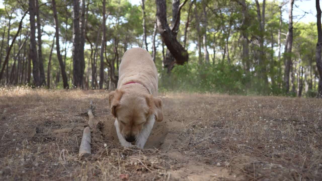 金毛猎犬正在森林里的草地上挖洞视频素材