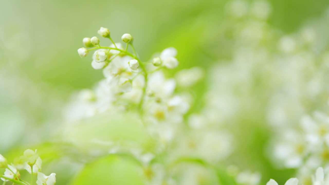 李属稠李属。鸟樱桃树的具有白色花和绿色叶子的总状花序的小枝。缓慢的运动。视频素材