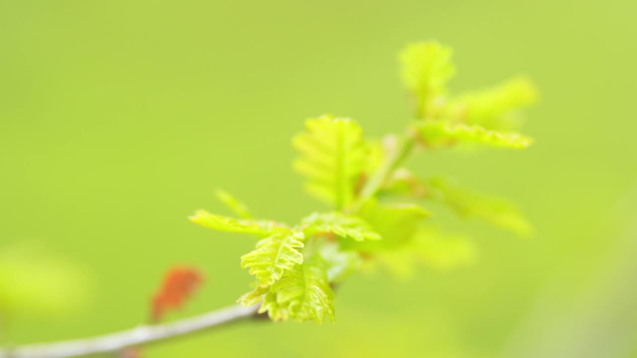 春天，在绿色的背景下，一棵橡树或栎树的新鲜叶子生长。概念治疗绿色。关闭了。视频素材