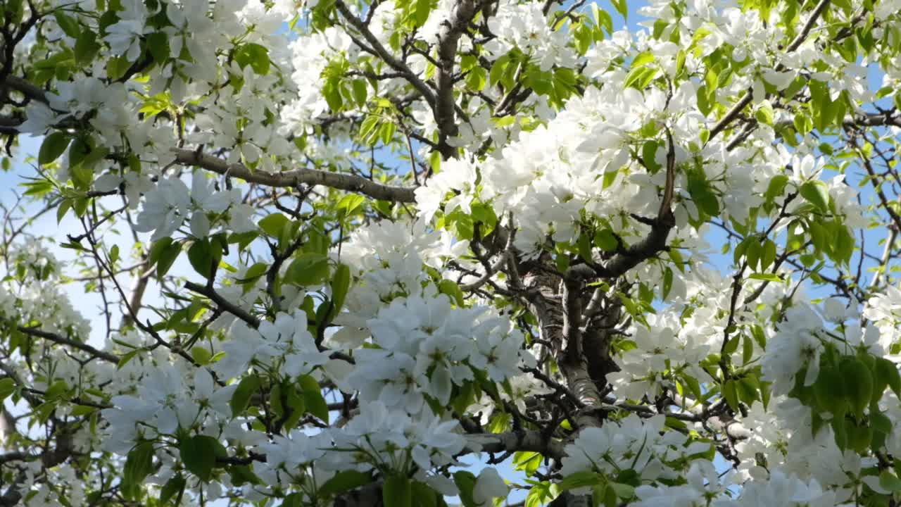 春天树上开花。野生梨树花盛开。视频素材