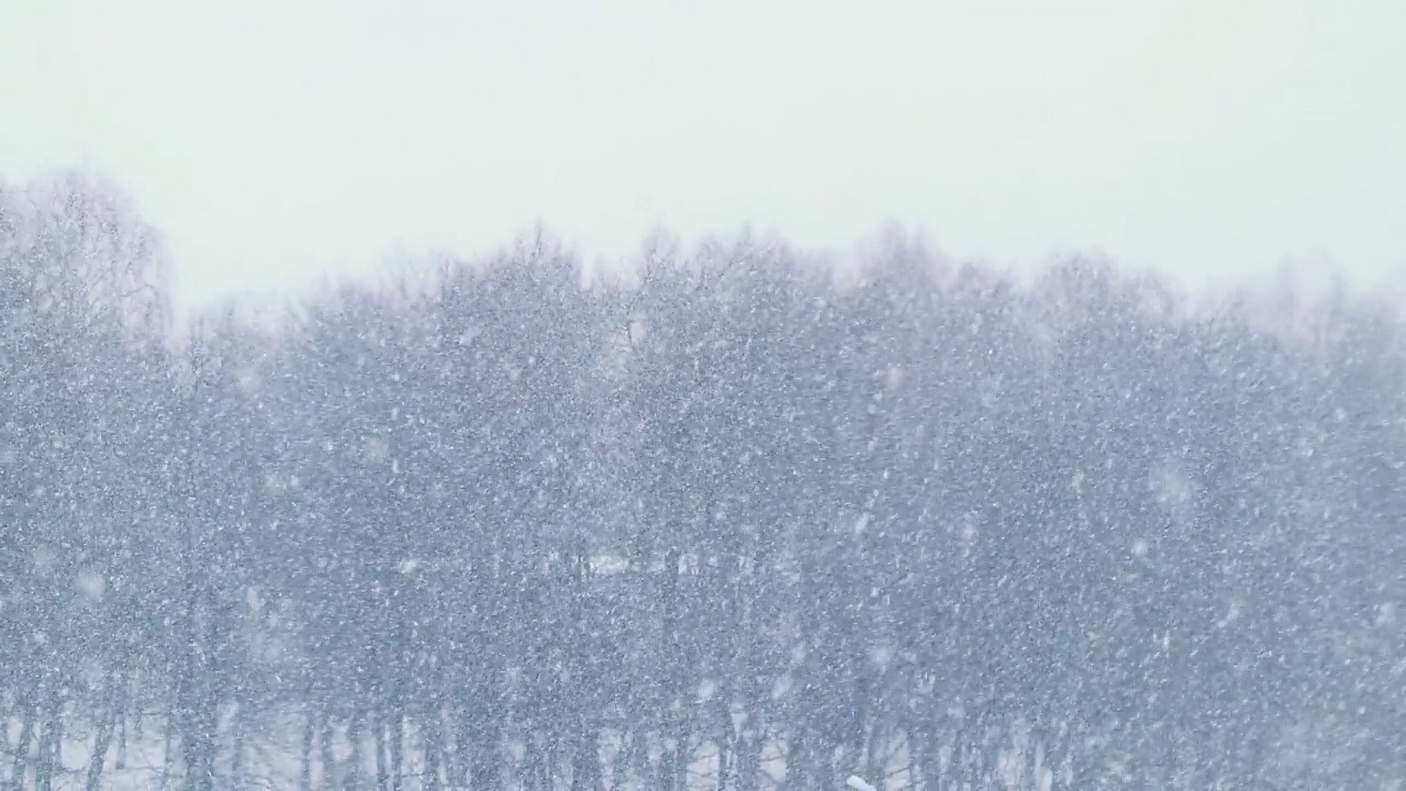 冬季森林背景上的降雪。冬天的暴风雪。视频素材