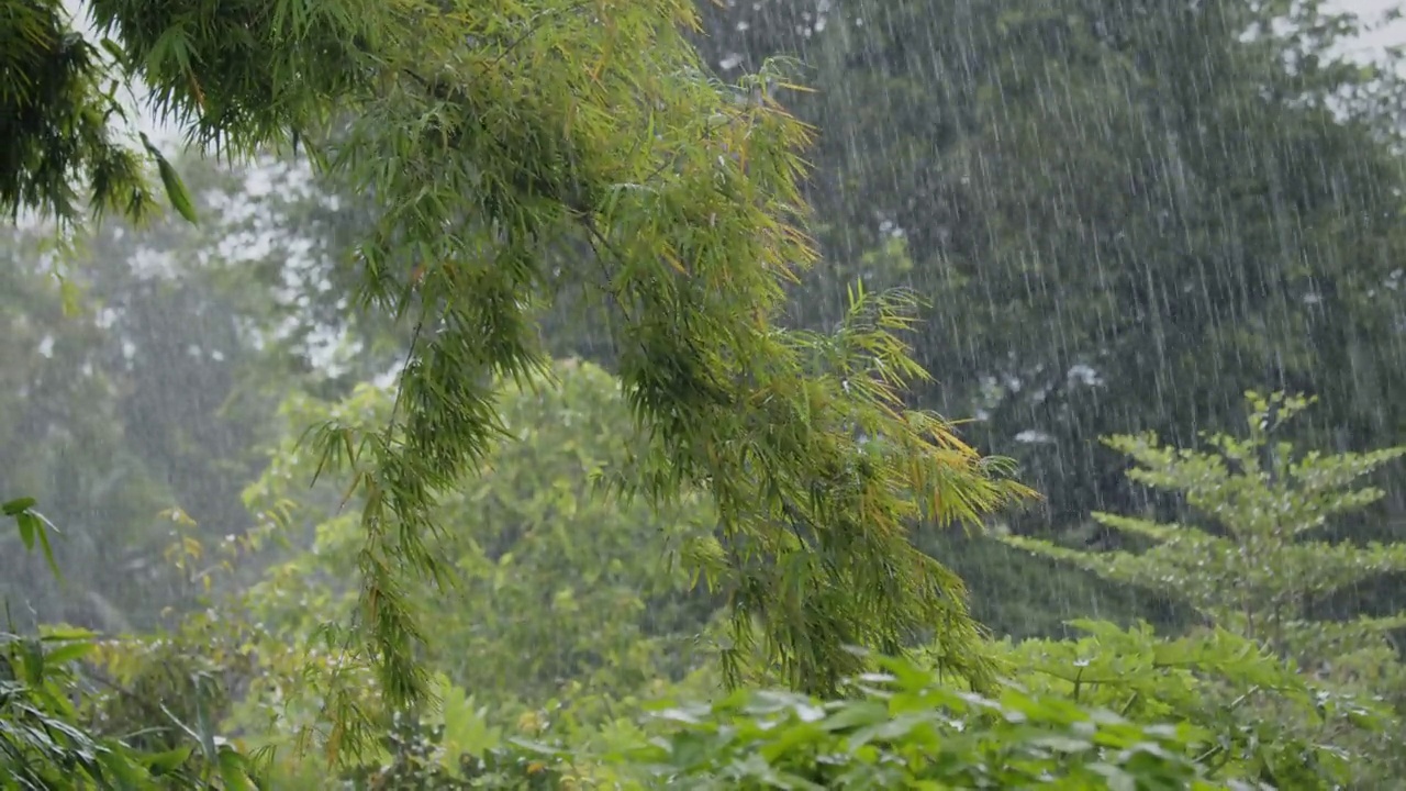 大雨落下时，树木在强风中吹动。热带风暴带来的恶劣天气和洪水。视频素材