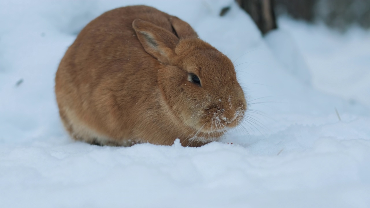 兔子在雪地里吃胡萝卜的特写视频素材