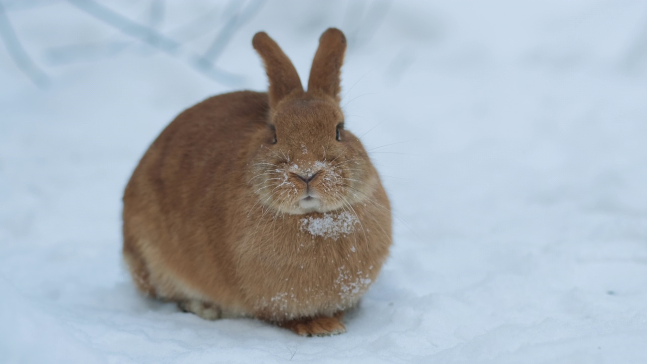 兔子在雪地里吃东西，看着镜头视频素材