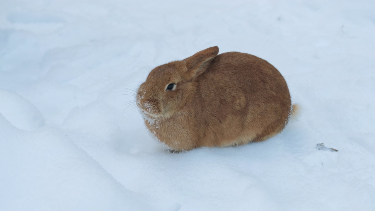 兔子坐在雪地里嚼着什么东西视频素材