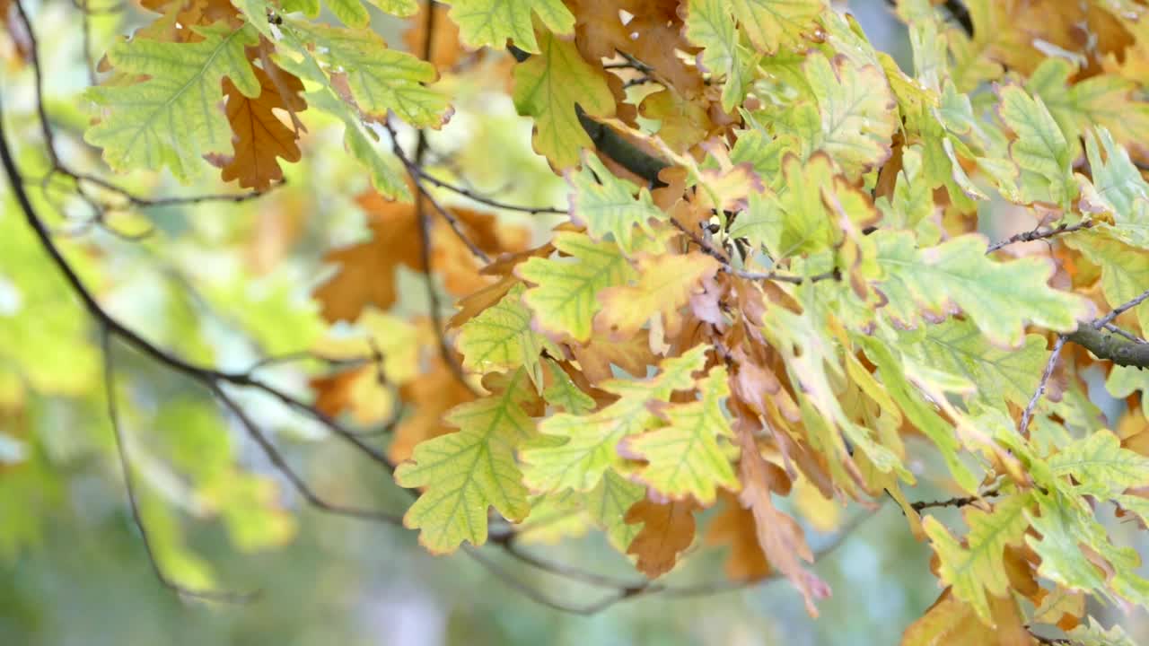 栎树树枝被雨水淋湿，秋天栎树叶子泛黄，自然背景季节性视频素材