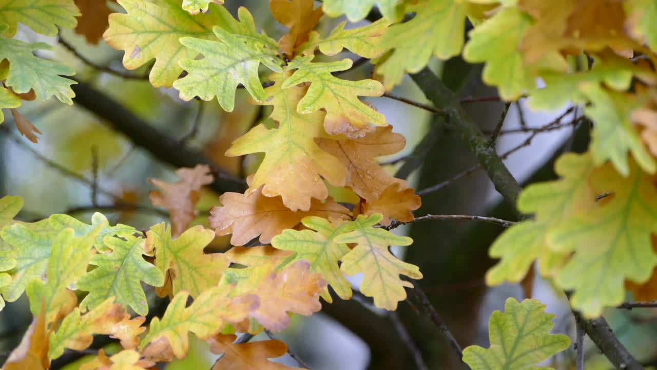 潮湿的橡树叶特写——普通的橡树树枝，雨中的栎树黄叶子视频素材