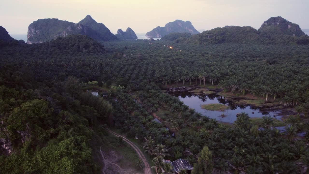 热带森林种植园棕榈树的鸟瞰图。视频素材