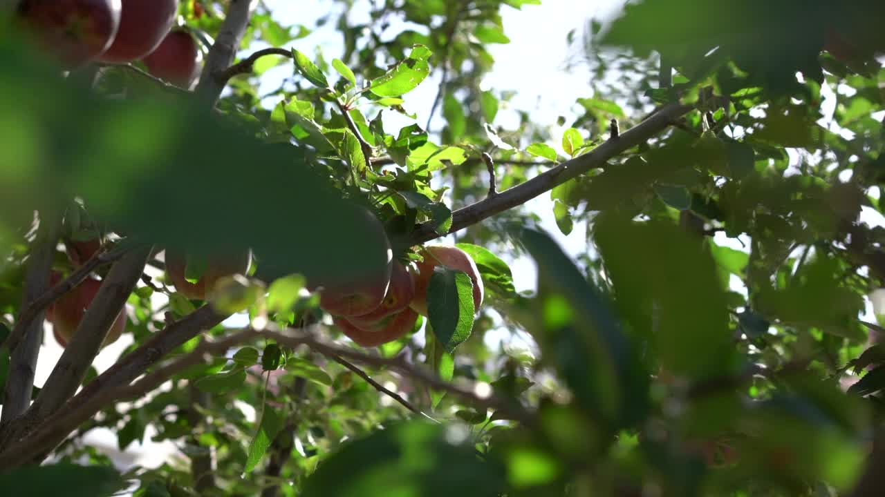 孩子的手从树上摘苹果视频素材