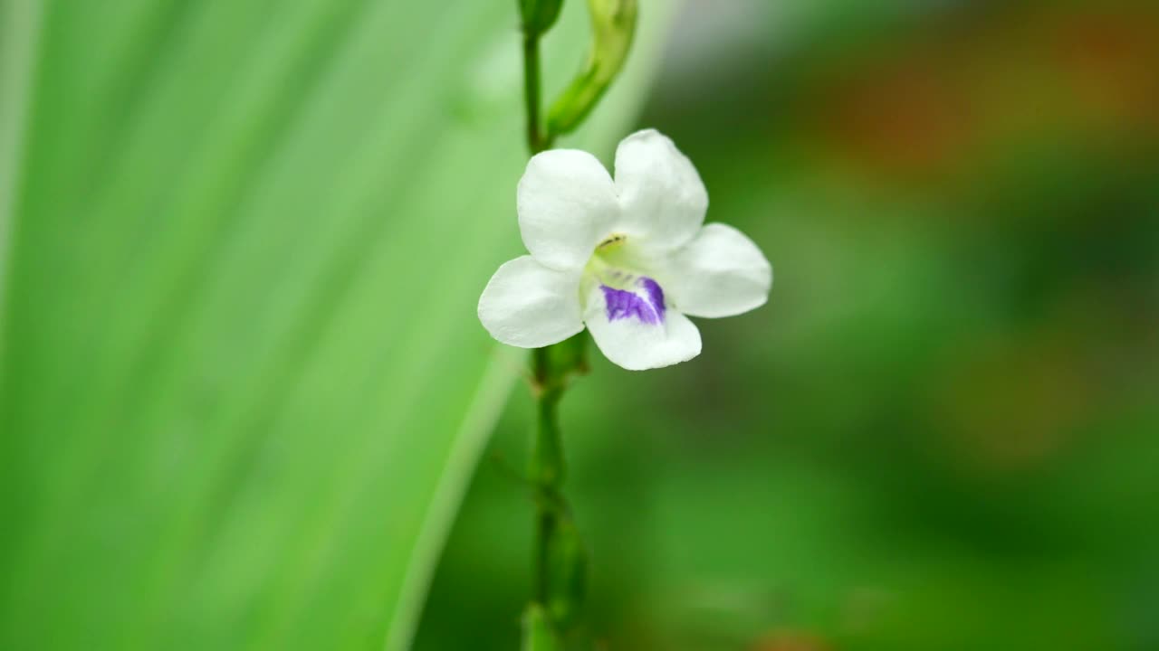 大黄蜂或木蜂在白色的中国紫罗兰花上寻找花蜜视频素材