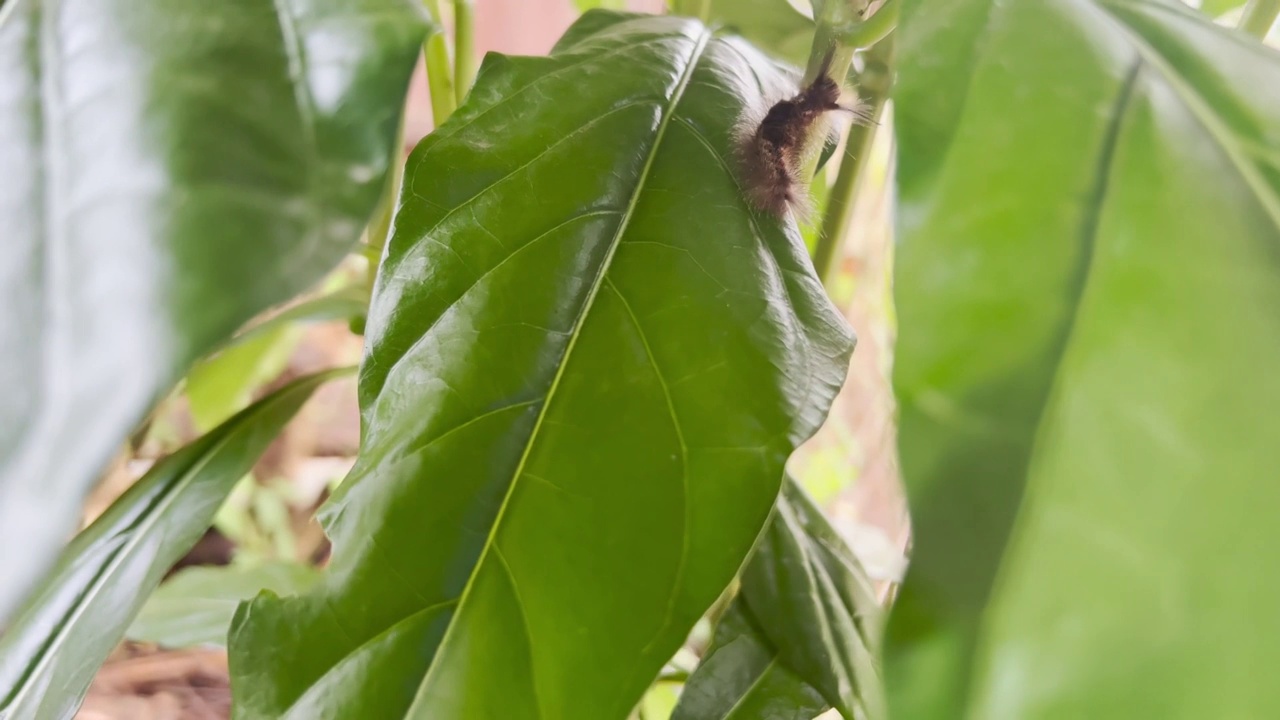 走在树叶上的黑色毛毛虫视频下载