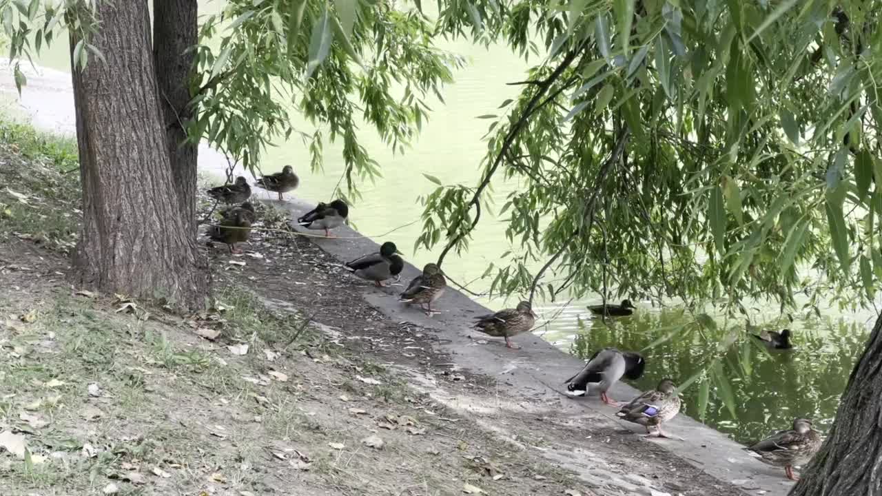 湖岸边的一群鸭子视频下载