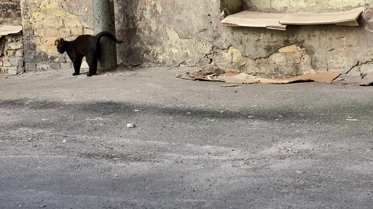 贫民窟里的黑色流浪猫。视频素材