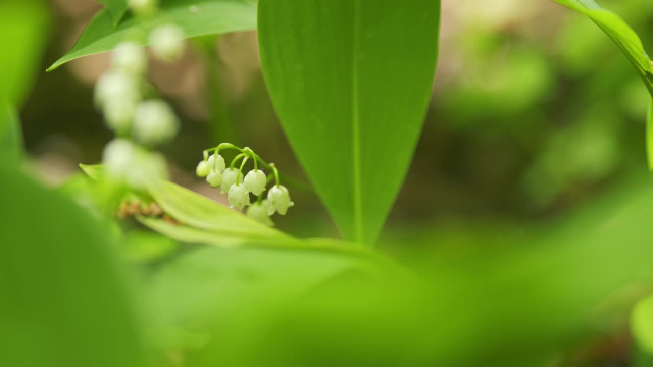 美丽的春天的花朵。五月铃花，五月百合花，铃兰花，麝香花。缓慢的运动。视频素材