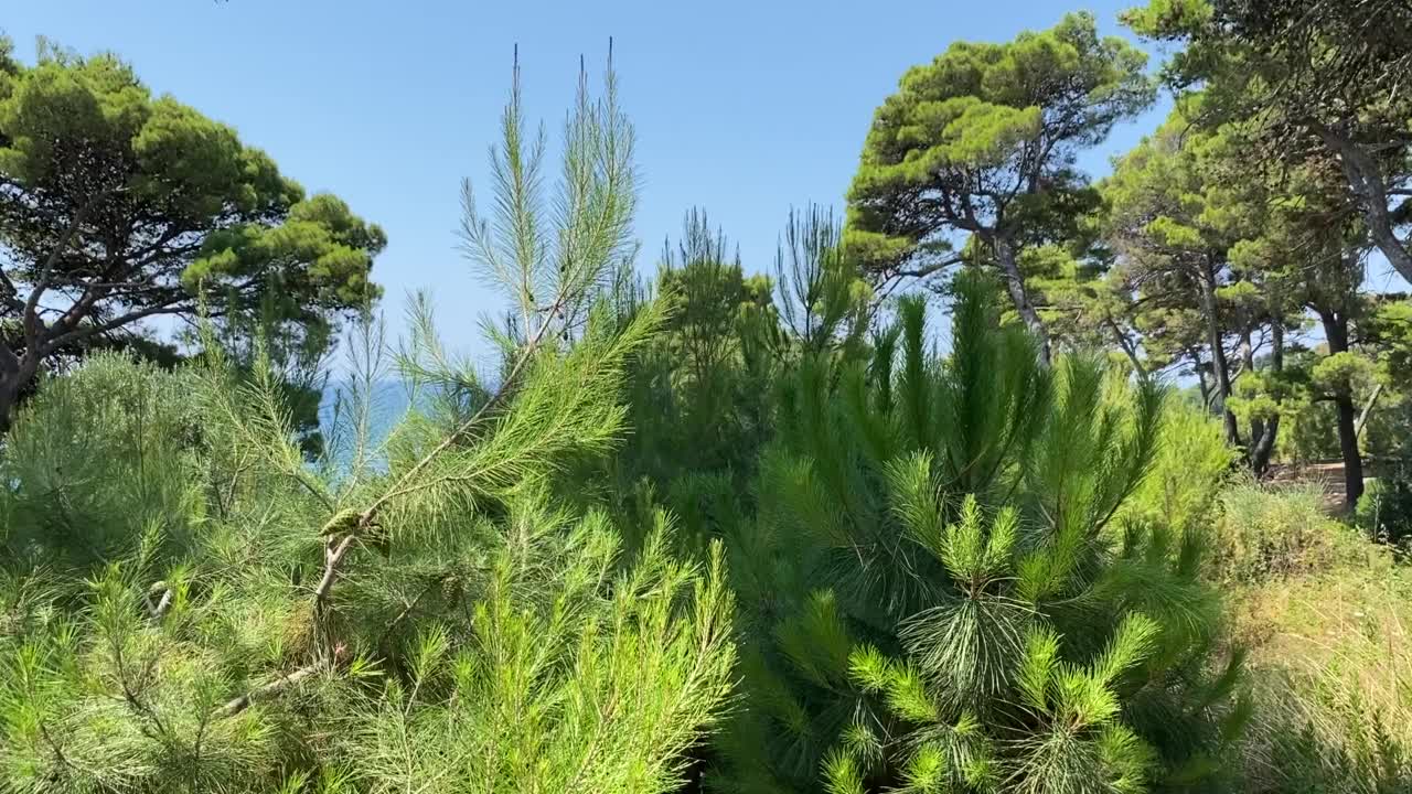 夏季阳光明媚的地中海海岸针叶林。视频素材