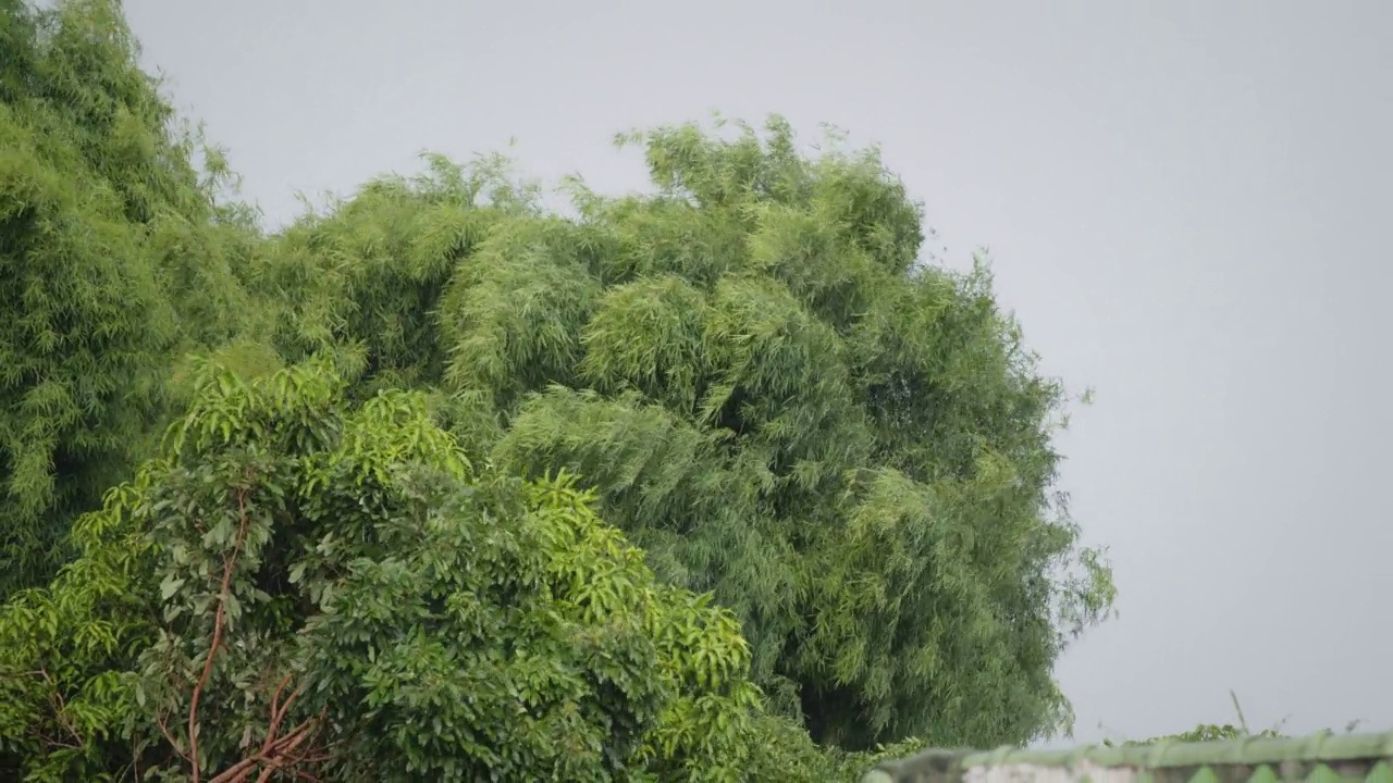 大雨落下时，树木在强风中吹动。热带风暴带来的恶劣天气和洪水。视频素材