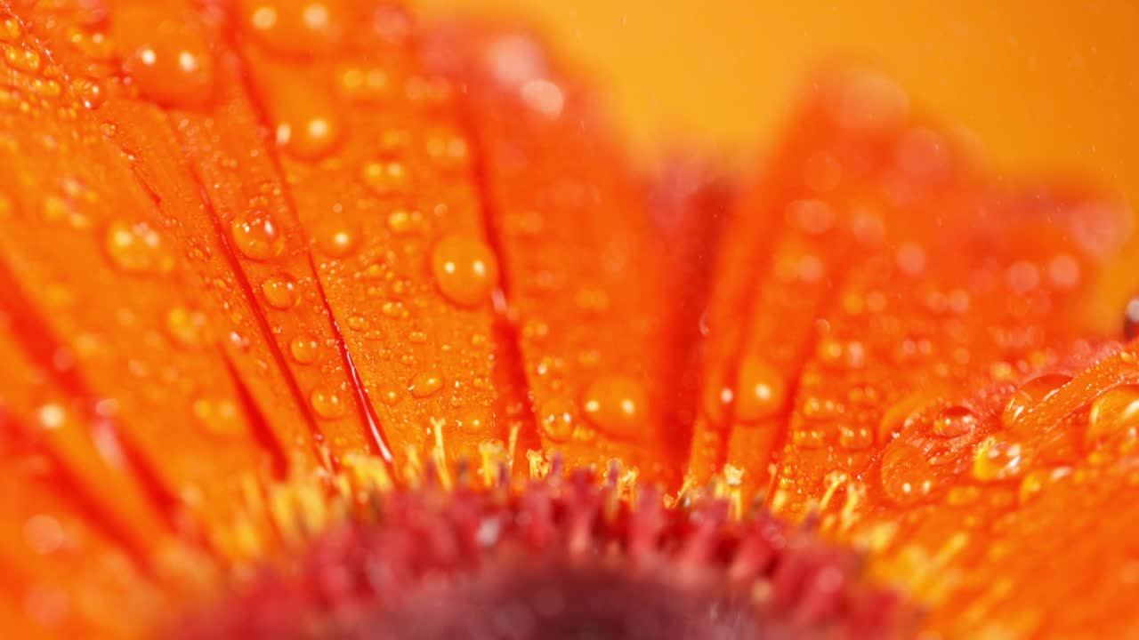 水滴落在橙色非洲菊花上的超级慢动作。视频素材