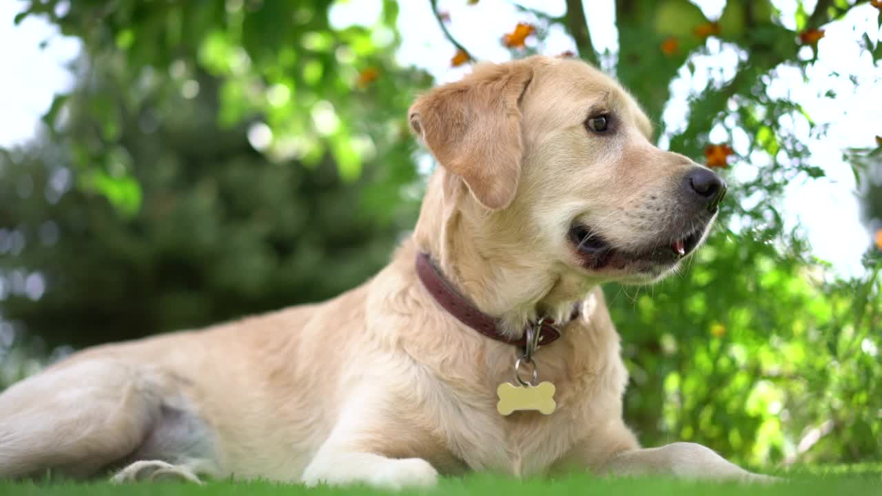 金毛猎犬在后院树前的草地上视频素材