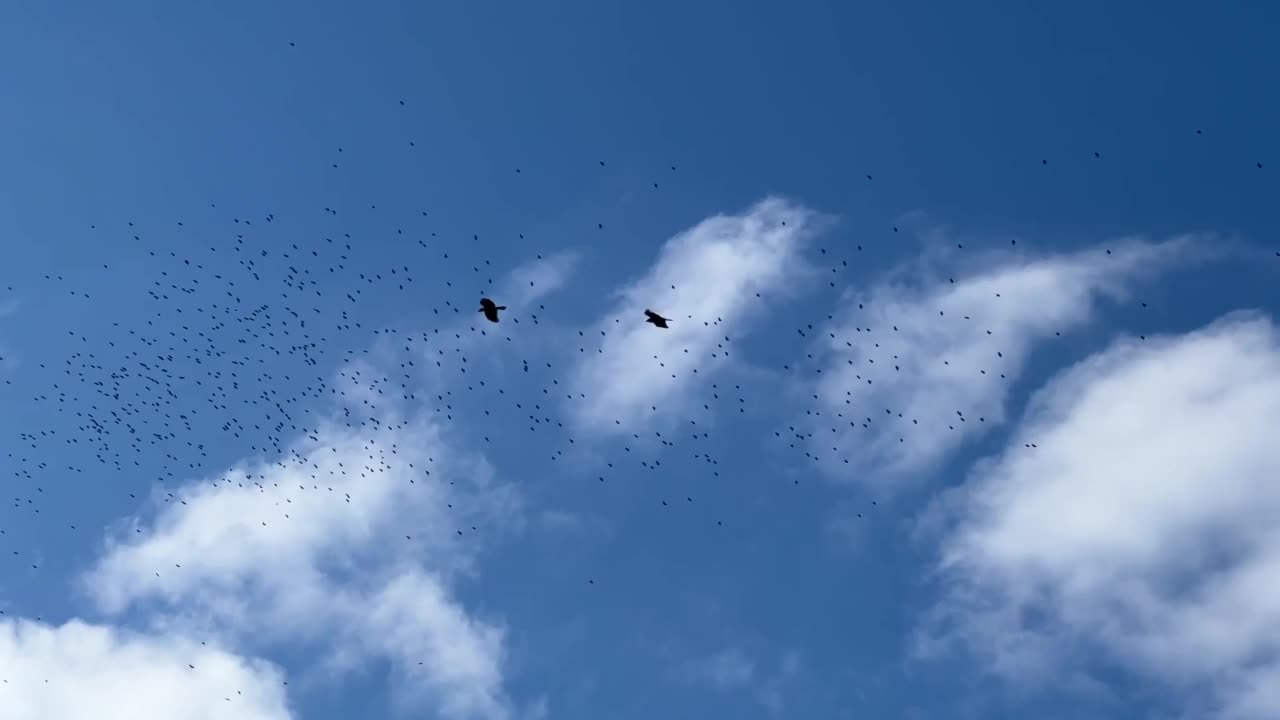 一群候鸟在天空中飞翔。视频素材