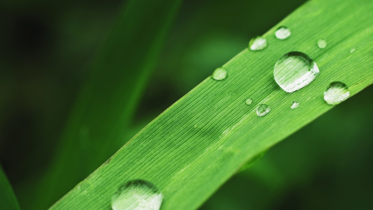 雨后青草带着露珠视频素材