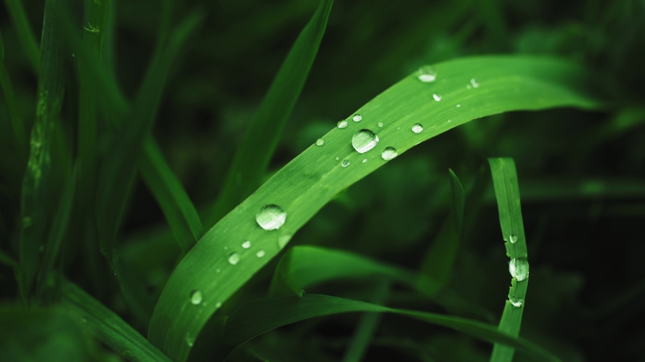 雨后青草带着露珠视频素材