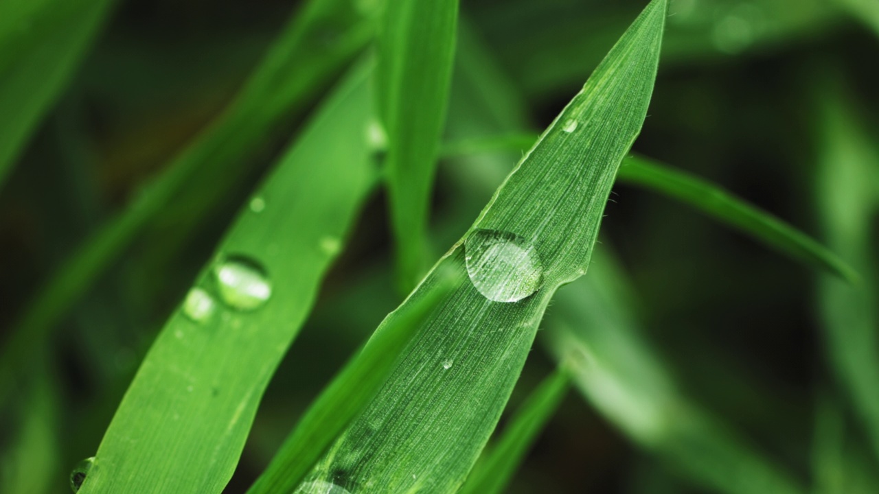 雨后青草带着露珠视频素材