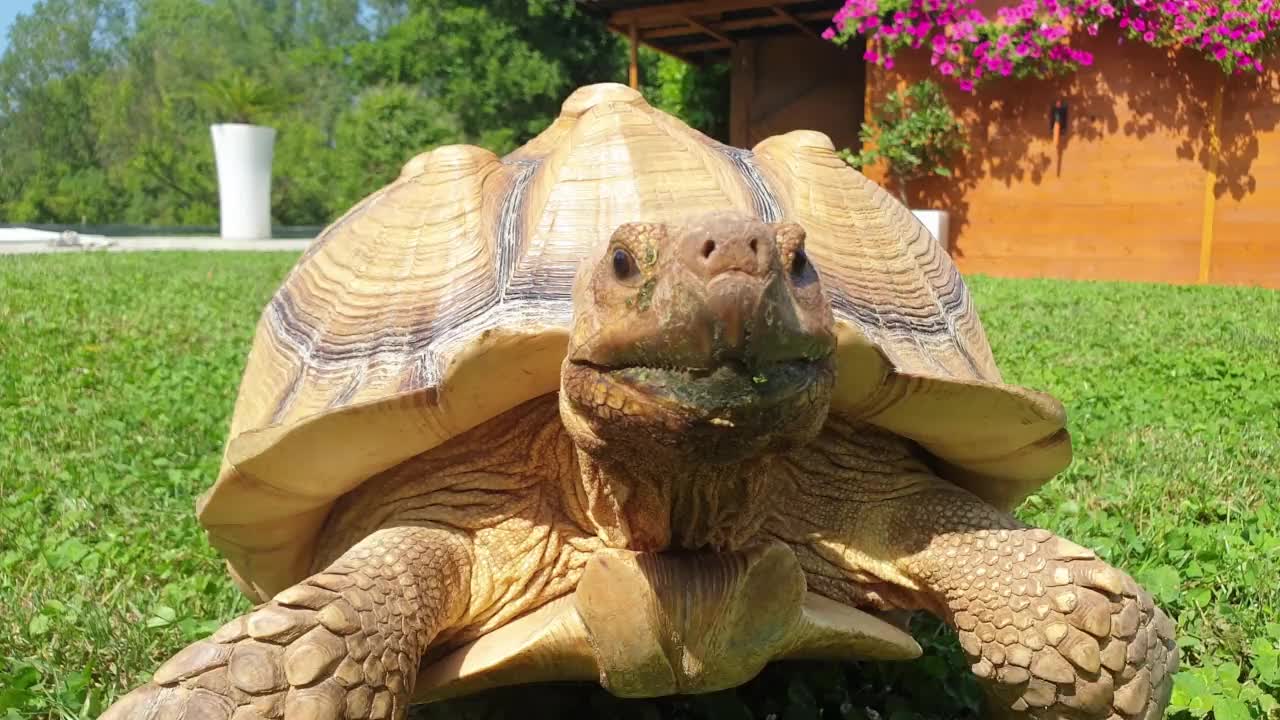 乌龟在绿色的草坪上行走时头部抽搐的特写镜头视频素材