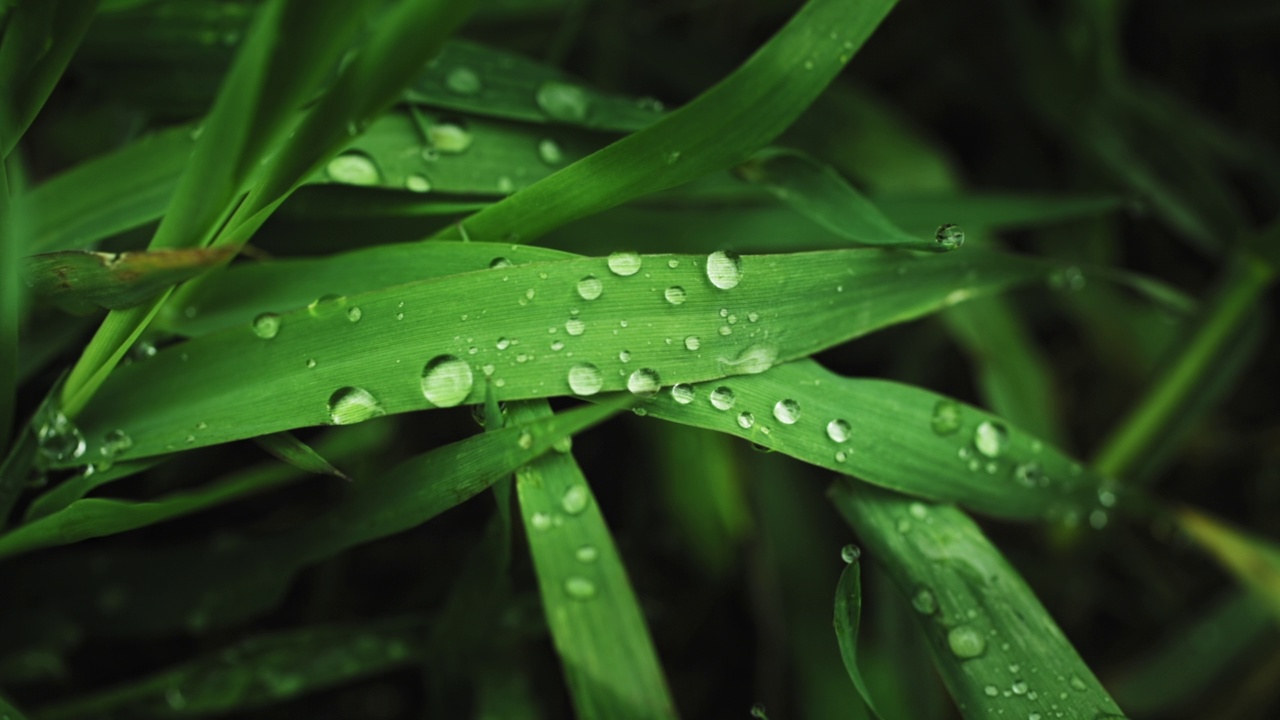 雨后青草带着露珠视频素材