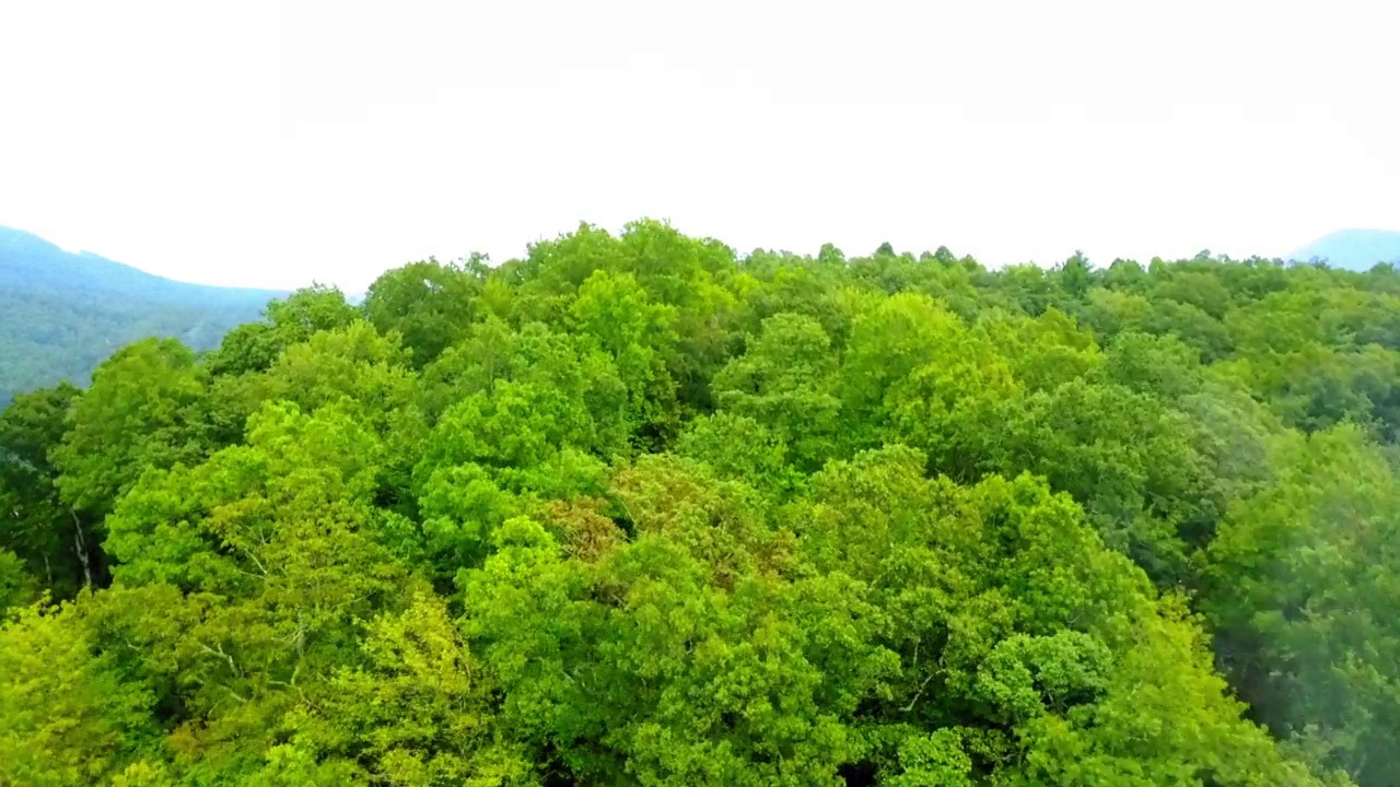 天空晴朗，空中宁静的山景，无人机在绿色的树上向前飞行-阿什维尔，北卡罗来纳州视频素材