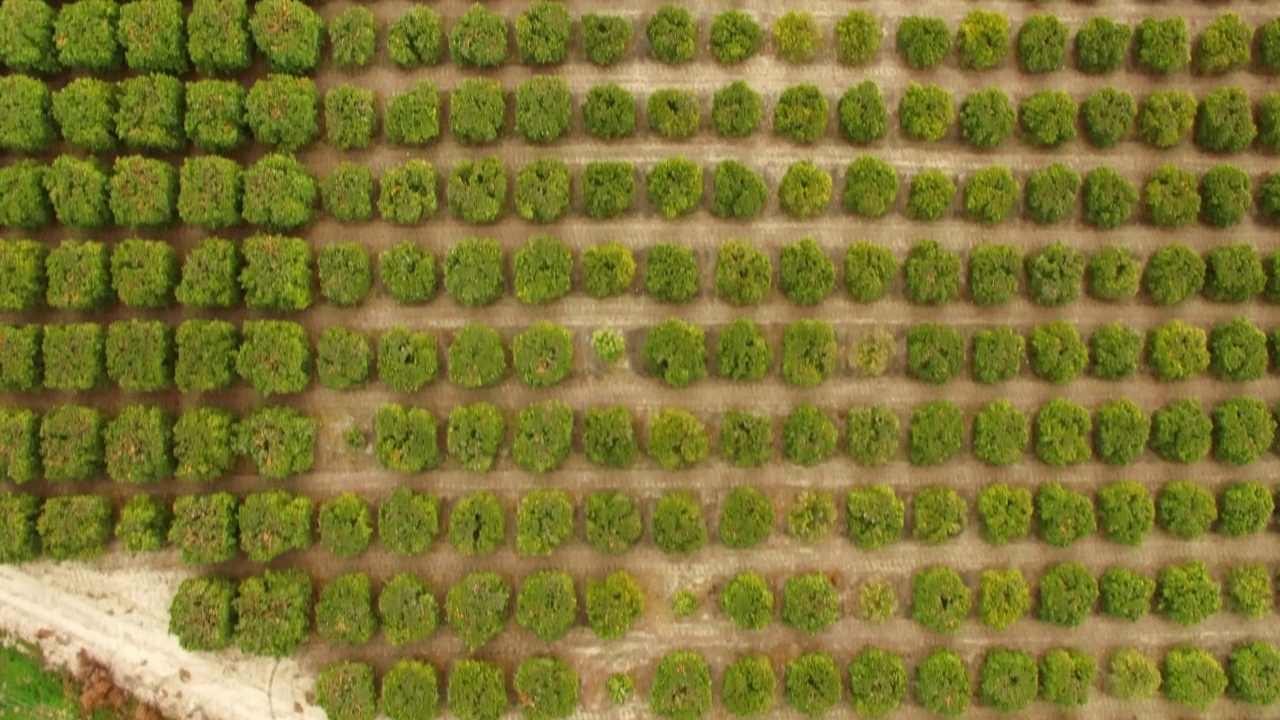 绿色植物在公路农场的空中顶部向前生长-贝克斯菲尔德，加利福尼亚州视频素材