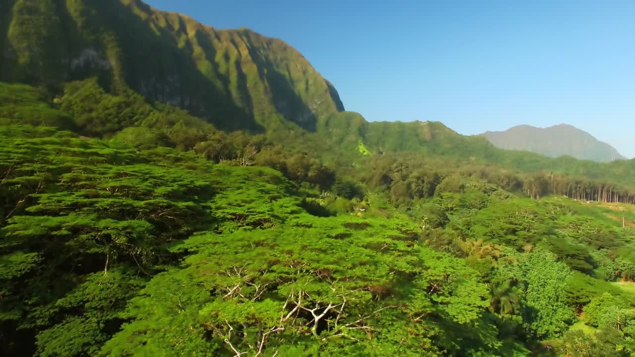 在阳光明媚的日子里，岛上绿树的空中向下生长-夏威夷的瓦胡岛视频素材