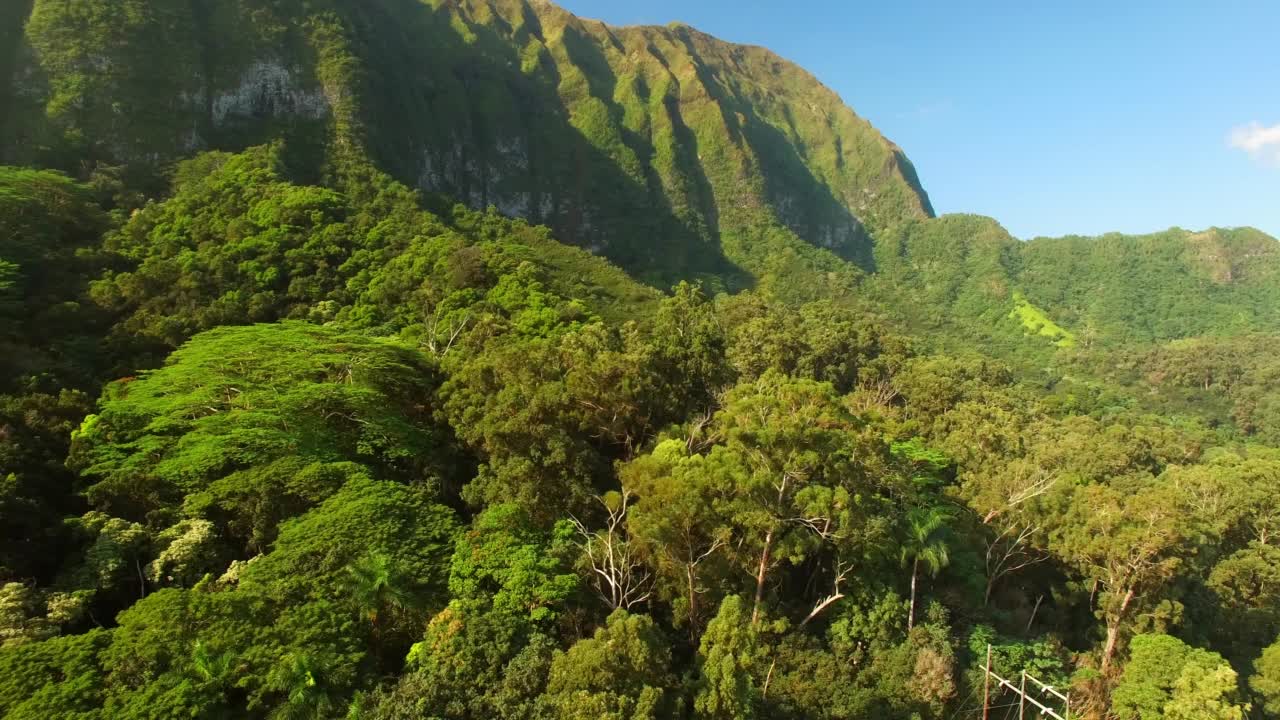 在阳光明媚的日子里，高山岛上绿色树木的空中淘洗生长-夏威夷瓦胡岛视频素材