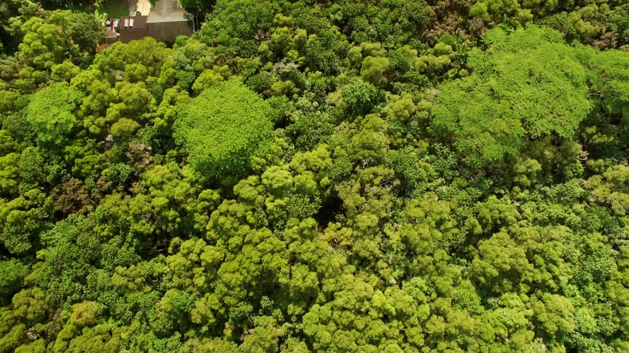 在阳光明媚的日子里，在瓦胡岛的绿色森林中，空中倾斜拍摄的房子视频素材