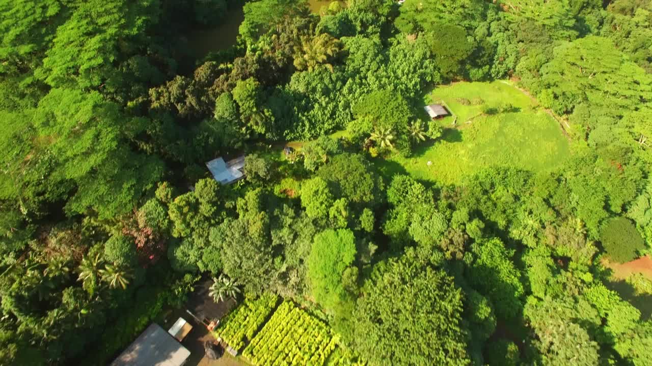 在阳光明媚的日子里，空中向前倾斜拍摄瓦胡岛的绿色森林视频素材