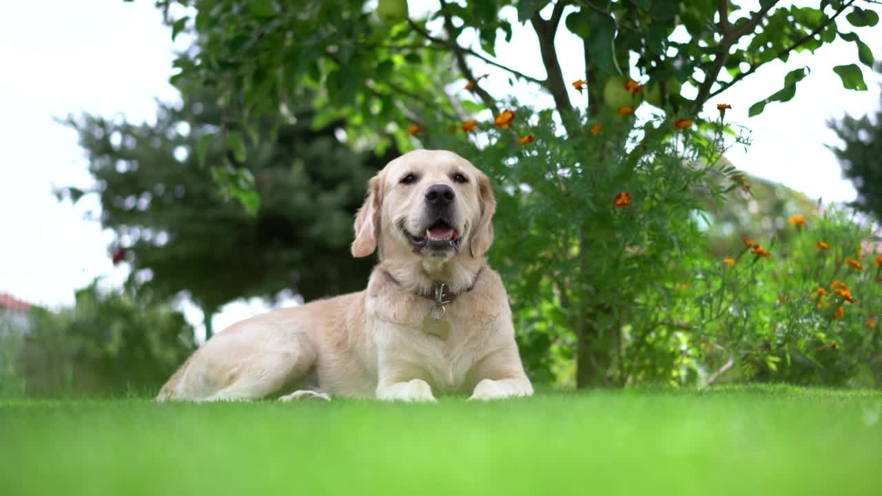 金毛猎犬在后院树前的草地上视频素材