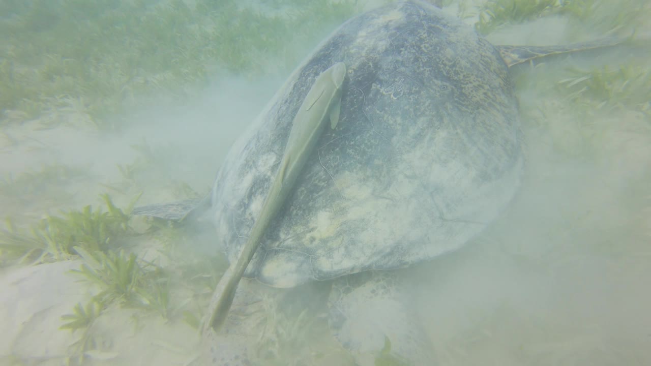 绿海龟在沙质海床上进食视频下载