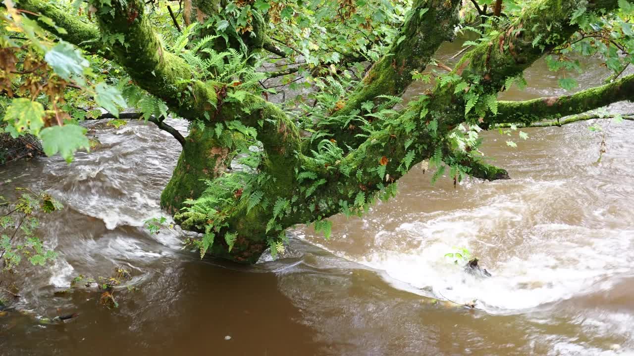 暴雨过后，英国湖区安布尔塞德的罗瑟河决堤。视频素材