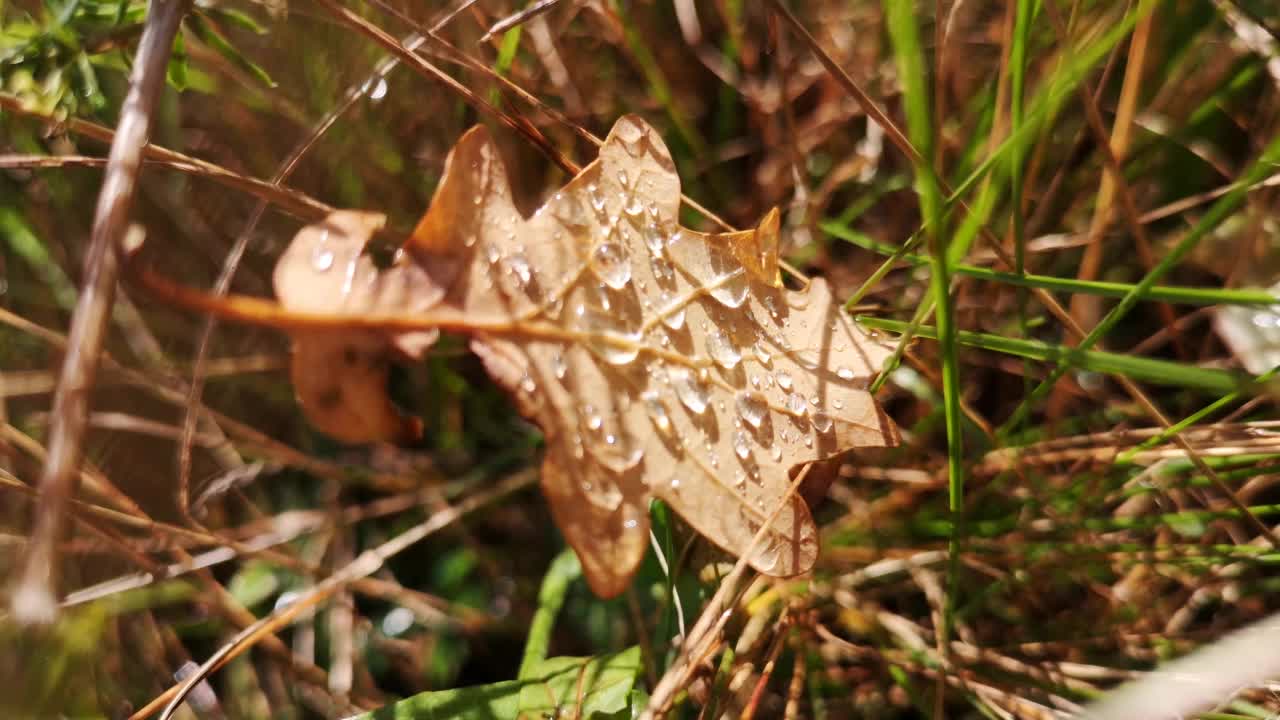 雨后草地上飘落的橡树叶视频素材