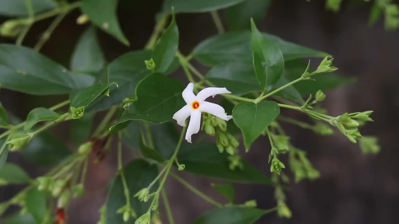 十里花或夜花茉莉花与选择性聚焦，也被称为Hengra Bubar或Parijat视频素材