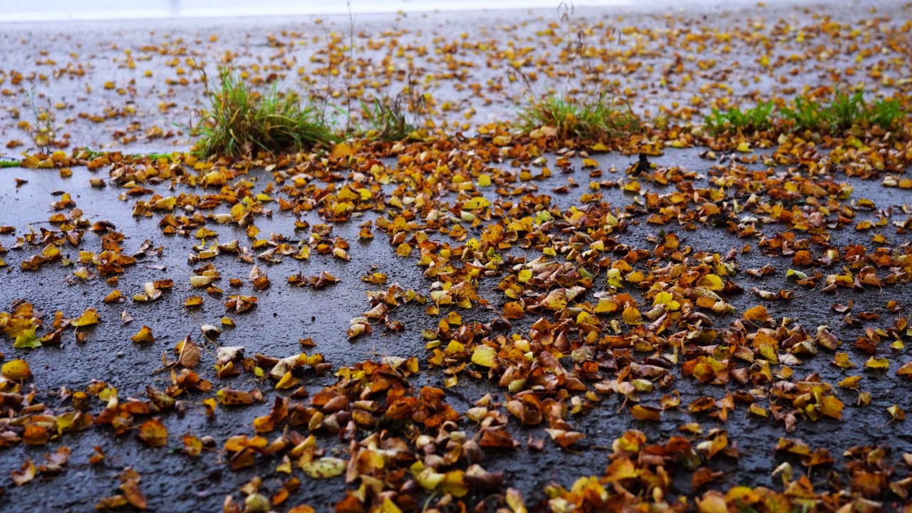 秋雨秋叶视频素材